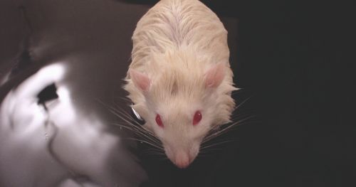 游泳大鼠在创伤性脑损伤研究(TBI)中的三个例子