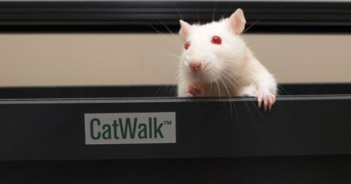 利用CatWalk XT分析青春期小鼠步态表现的变化