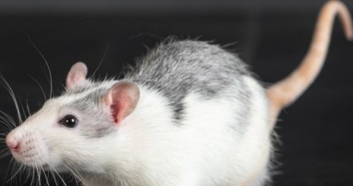 前庭病:研究大鼠的运动和平衡问题