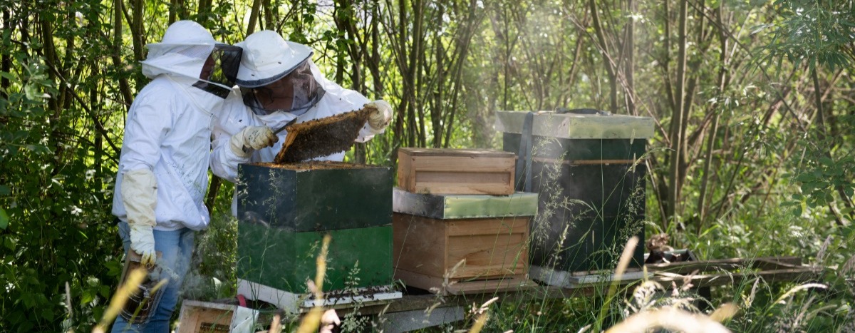 监视我们的蜜蜂:为什么和如何