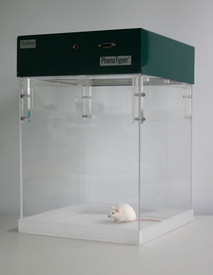 表型open field white mouse大鼠