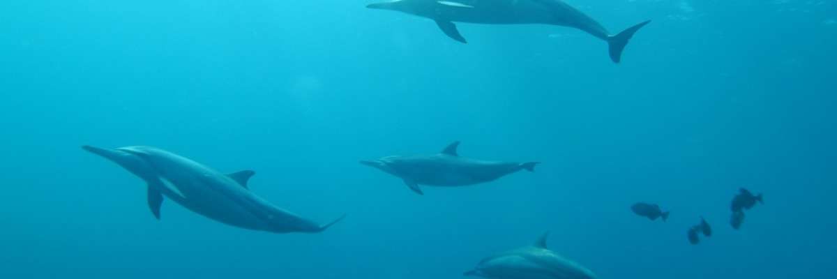 使用观察者X66300亚洲必赢T来测量海豚的攻击行为