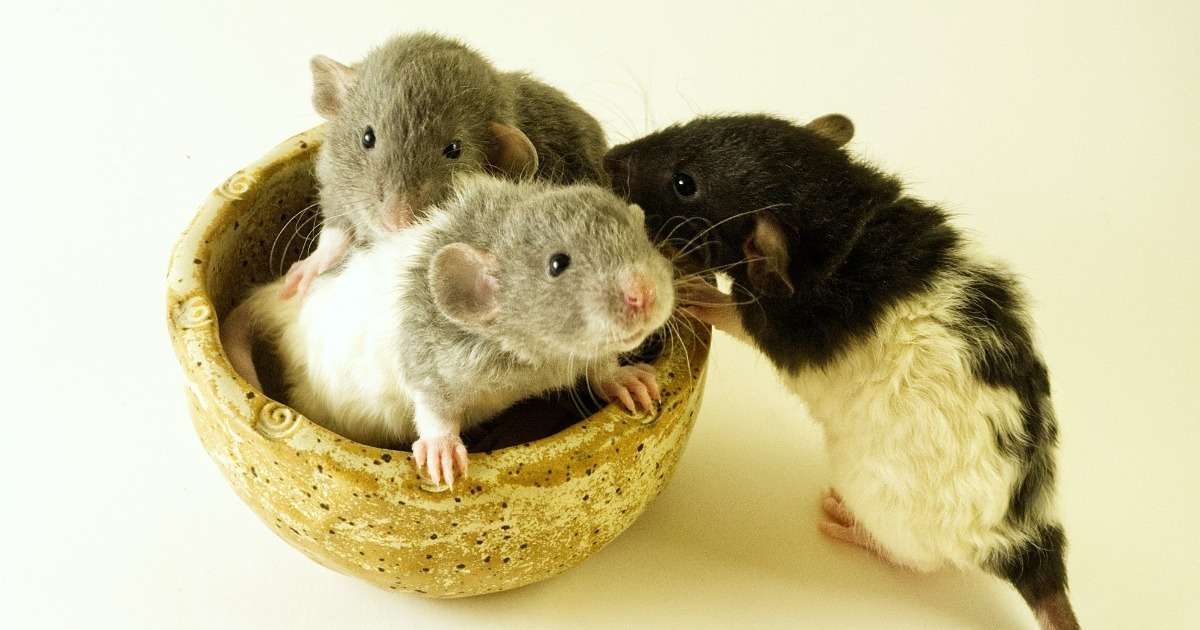 altruism-in-rats