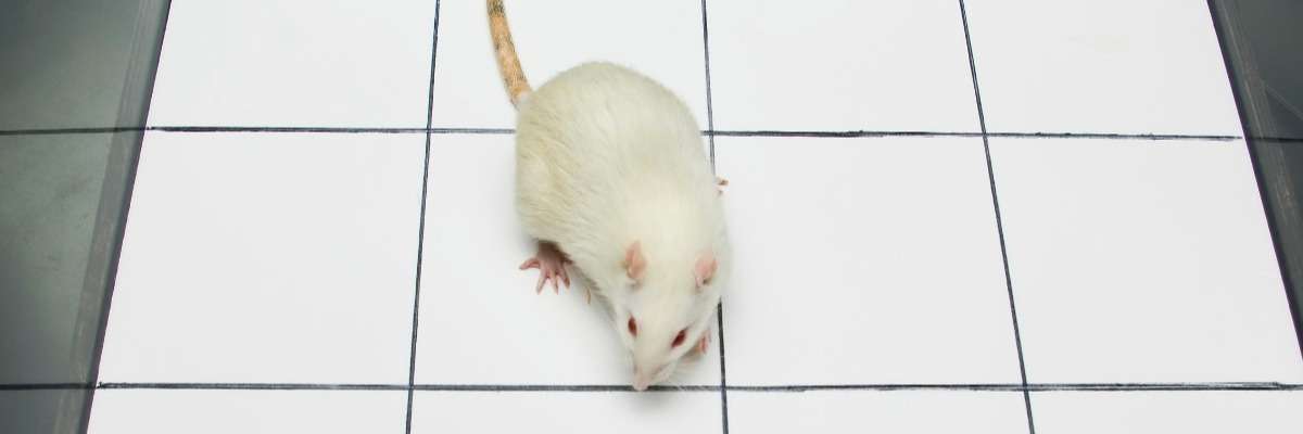 运动vs合成代谢类固醇:老鼠研究