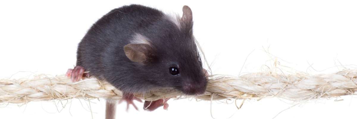评估创伤性脑损伤后小鼠的运动缺陷