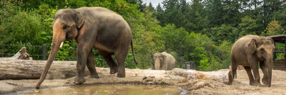 行为学研究显示大象是如何喜欢他们在俄勒冈动物园的新栖息地的