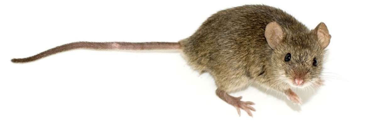 老鼠如何恢复记忆:甜菜碱对抗阿尔茨海默病