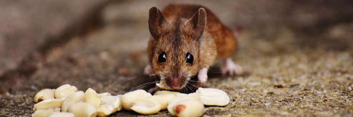 动机和饮食:自由运动小鼠的脑深部成像