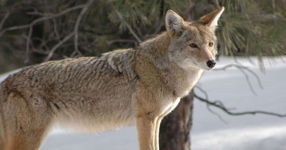 effect-social-hierarchy-coyotes