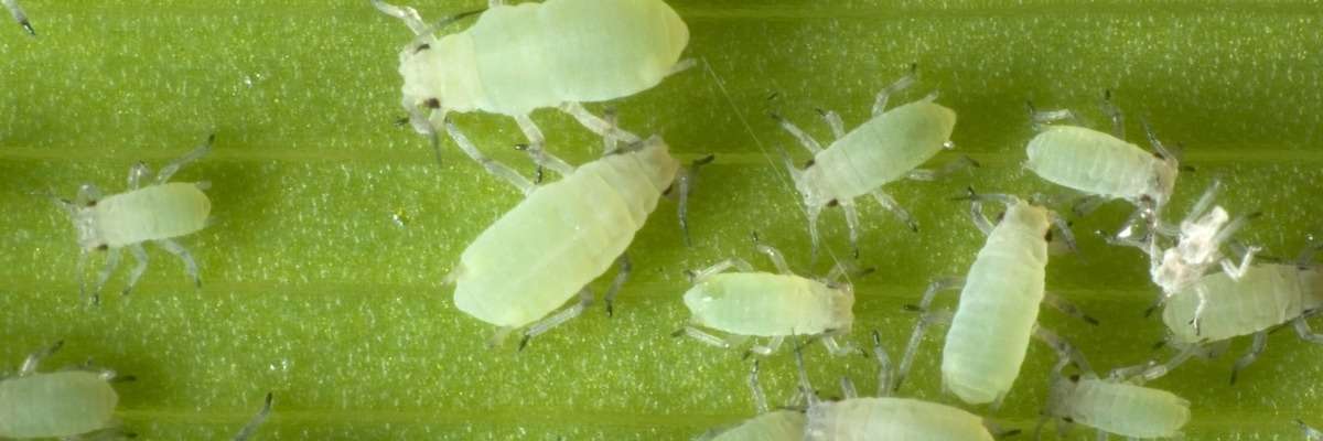 如何有效地筛选植物对蚜虫的抗性