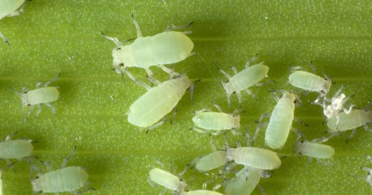 efficiently-screen-plant-resistance-aphids