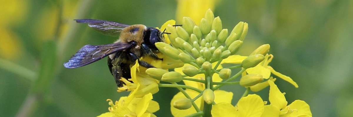 独居蜜蜂的花偏好