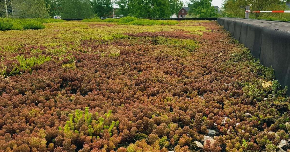 green-roofs-research-biodiversity