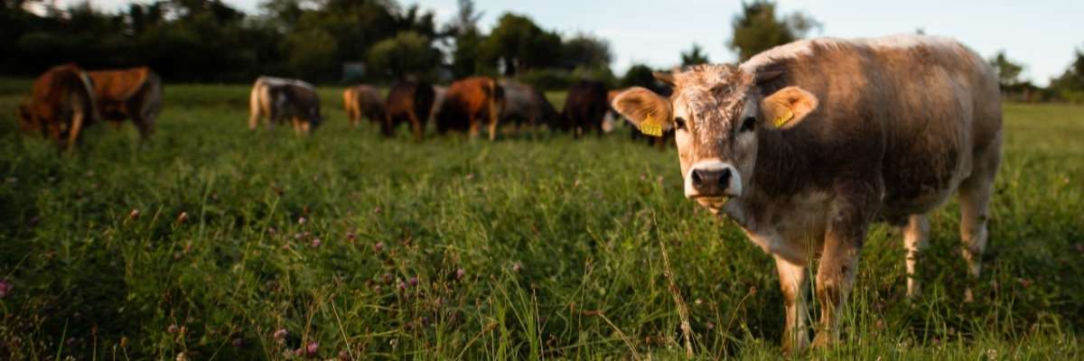 热应激如何影响奶牛的健康和福利?