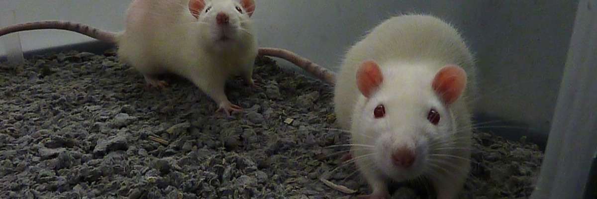群养大鼠自动笼监测研究
