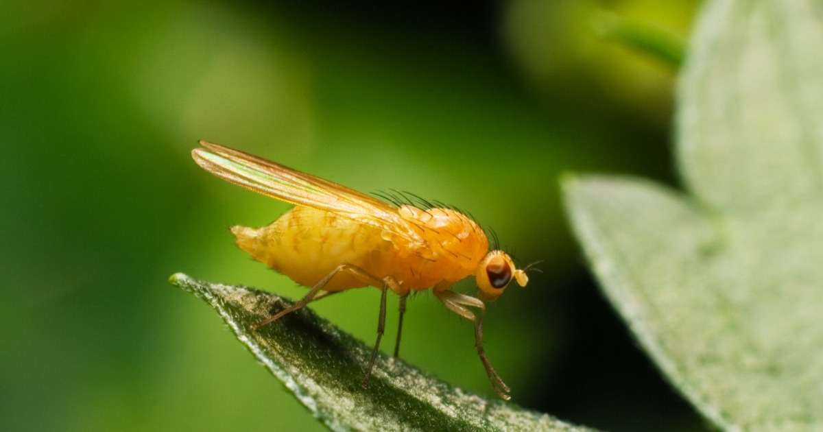 how-autistic-fruit-flies-behave