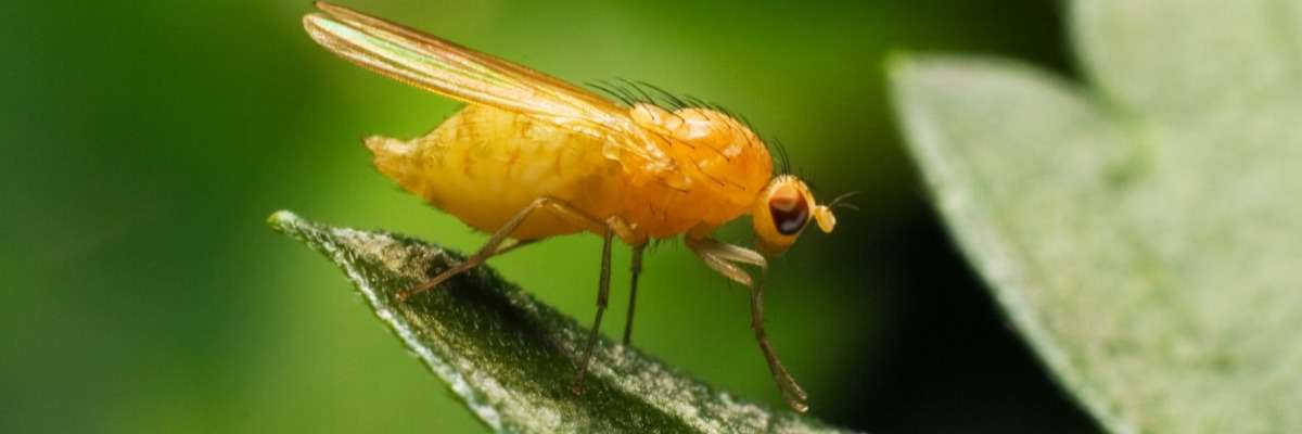 果蝇如何找到你的食物(和伴侣!)