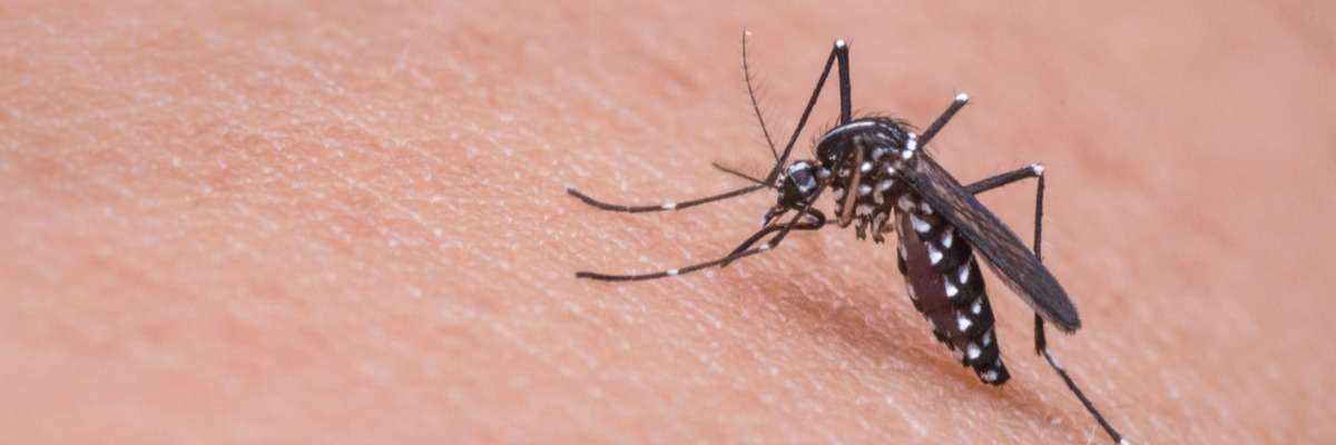 臭脚和热——疟疾蚊子如何找到它们的宿主