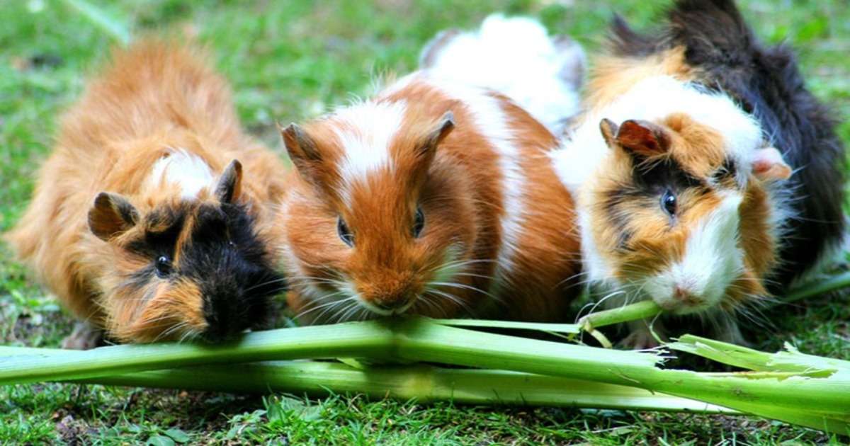 how-wild-cavies-domesticated-guinea-pigs-differ