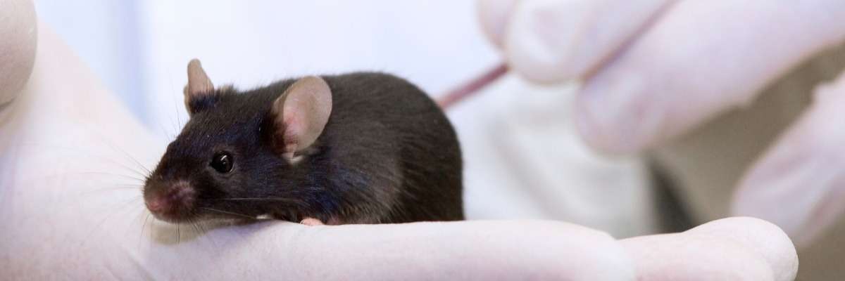 体内时钟基因如何改变老鼠的先天行为