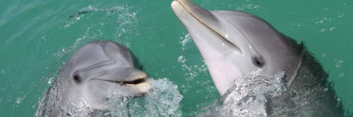 种间攻击:斑点海豚vs宽吻海豚