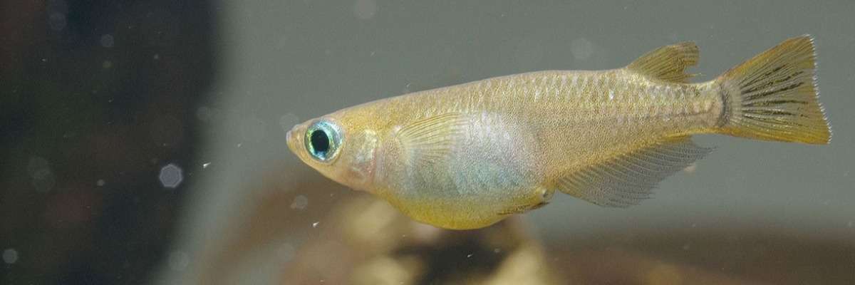 一种新的鱼:毒理学研究中的日本medaka