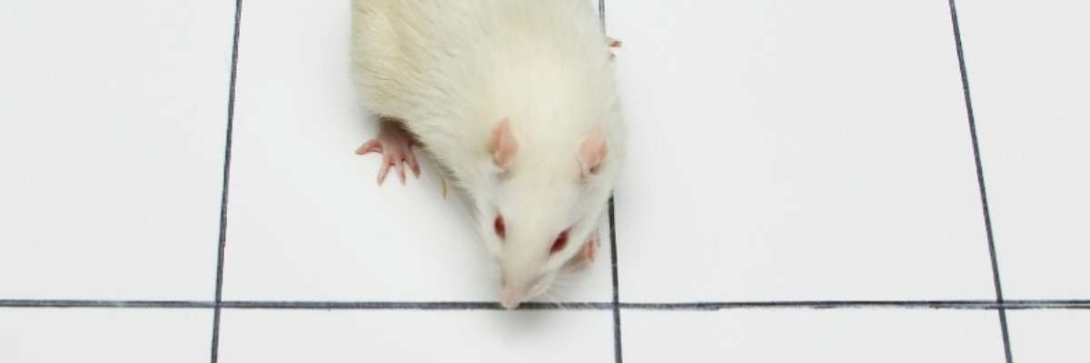 在帕金森大鼠中研究左旋多巴的副作用