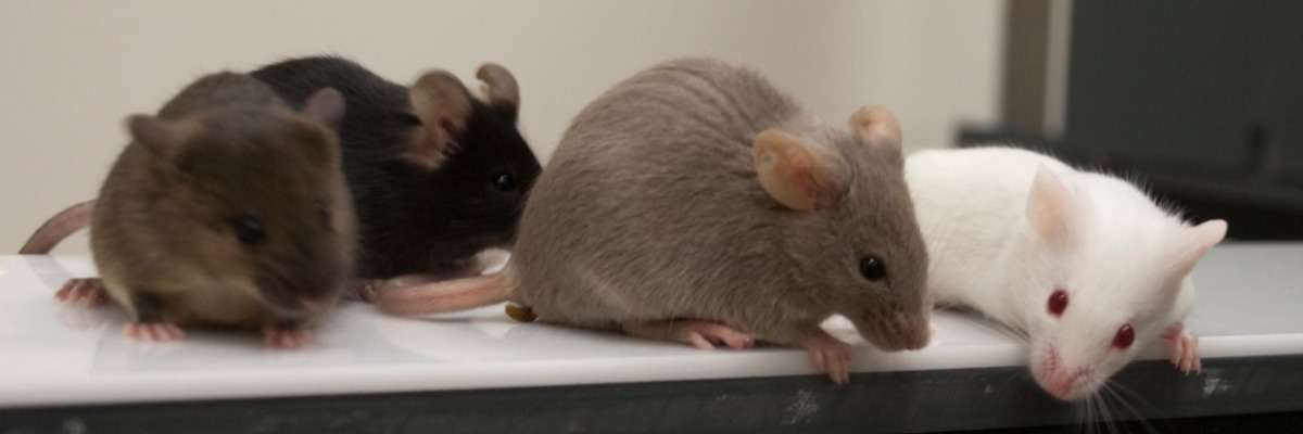 如何在转基因小鼠中防止糖尿病引起的记忆丧失