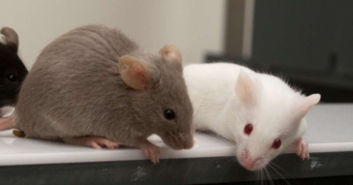 记忆损失预防型转基因小鼠