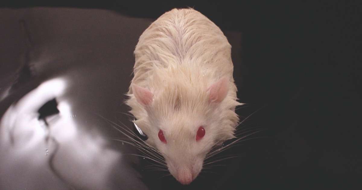 小鼠 - 阿尔茨海默氏症