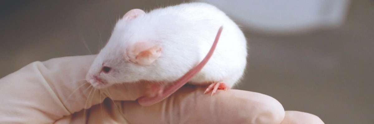 如何真正挑战小鼠小脑的可塑性