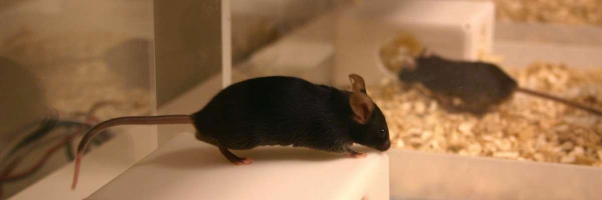 聚光灯下的老鼠:为什么你应该在家里的笼子里进行测试