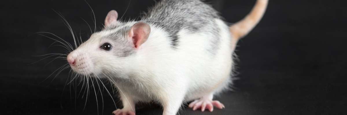 走梯子:测试小鼠运动功能的细胞来源