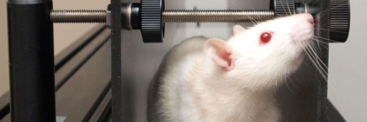 评估周围神经损伤大鼠的运动预后