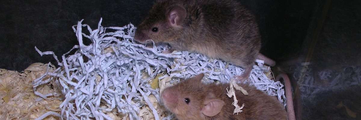 空间和气味记忆受损的老鼠——阿尔茨海默症的新模型