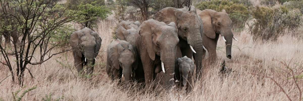 观察野生大象的社会行为和交流