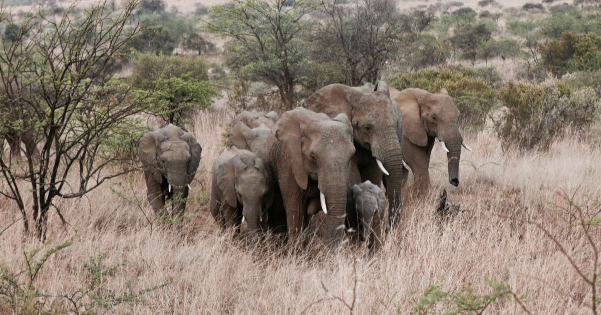observing-wild-elephants