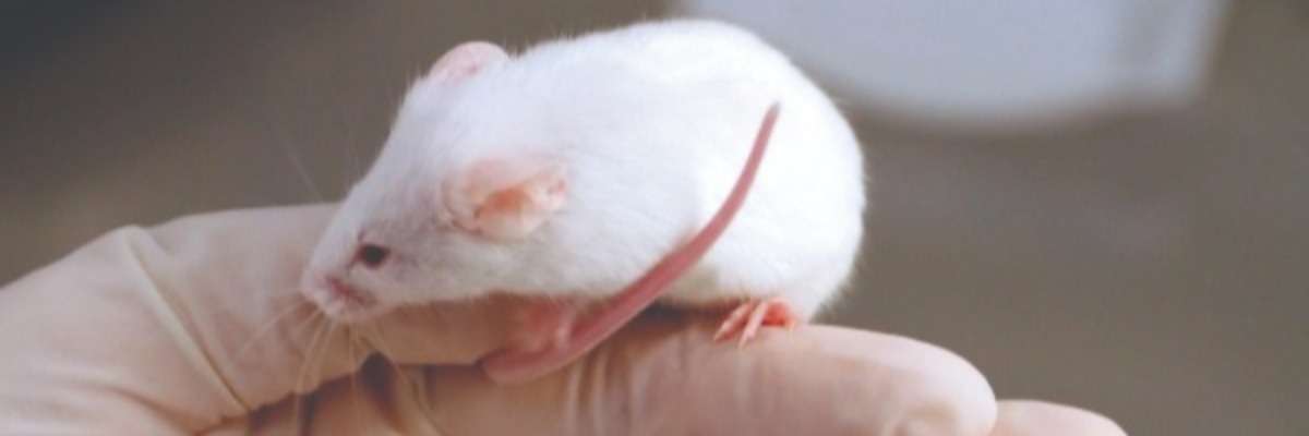 寄生虫感染对小鼠学习和记忆的影响