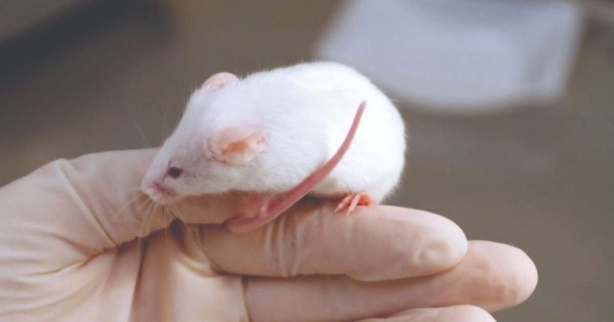parasitic-infection-memory-mice