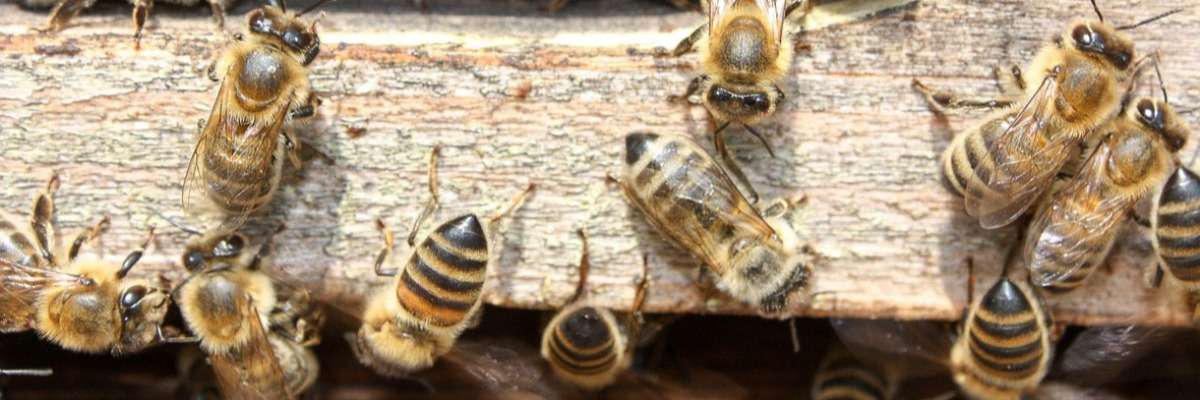 蜂群中的杀虫剂会影响蜜蜂的行为
