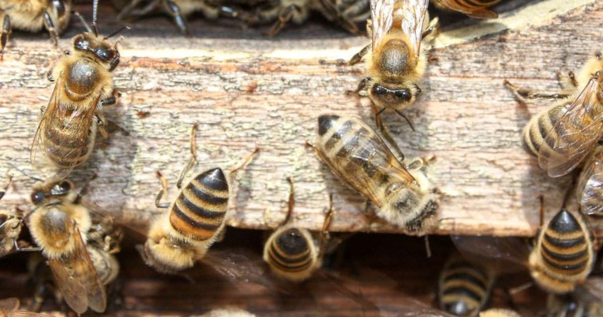 pesticides-in-bee-colonies