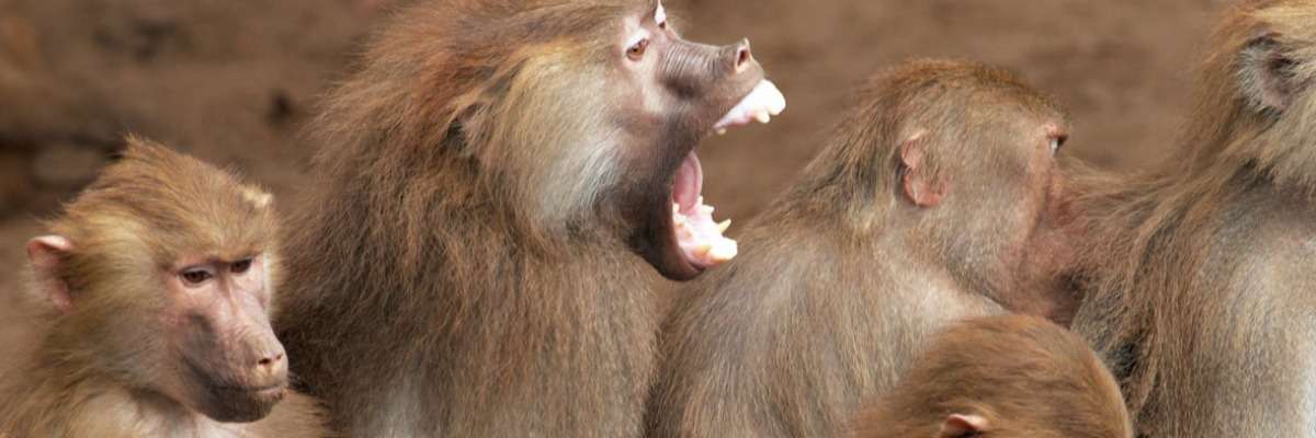 灵长类动物的行为-敲坚果，摩擦皮毛和交配行为