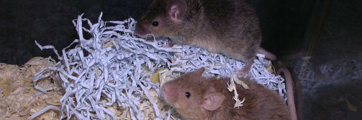 如何测量脆性X染色体小鼠的社会行为