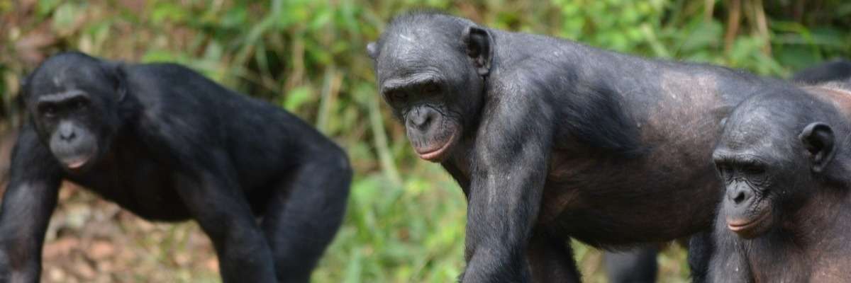 倭黑猩猩并不总是像人们通常认为的那样宽容:情节变得复杂了……
