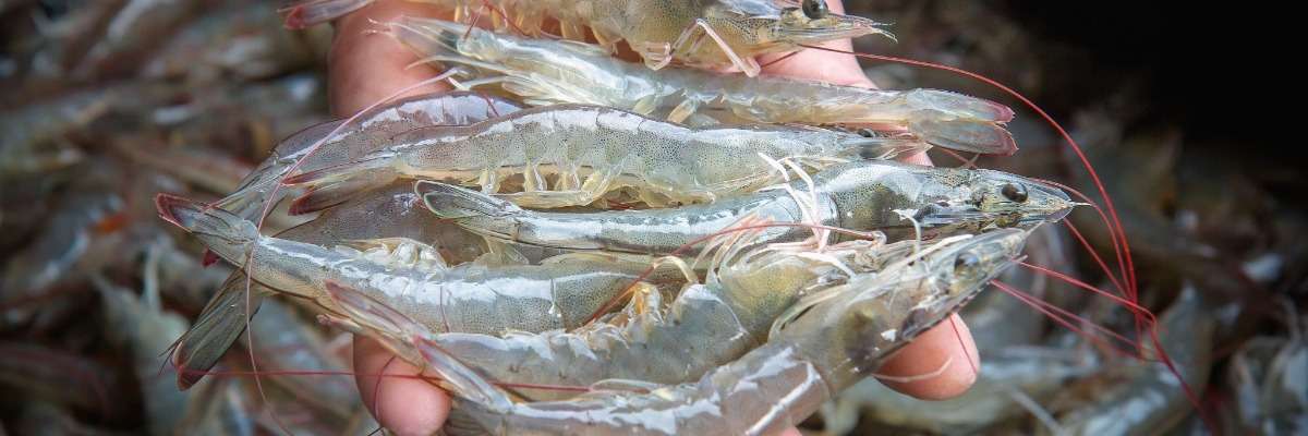 研究虾的摄食行为以及为什么对水产养殖很重要