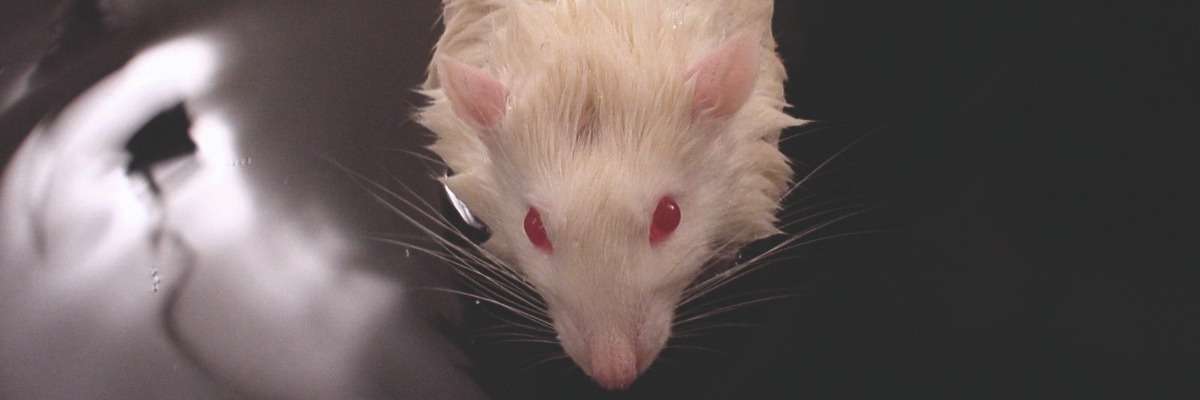 游泳大鼠在创伤性脑损伤研究(TBI)中的三个例子