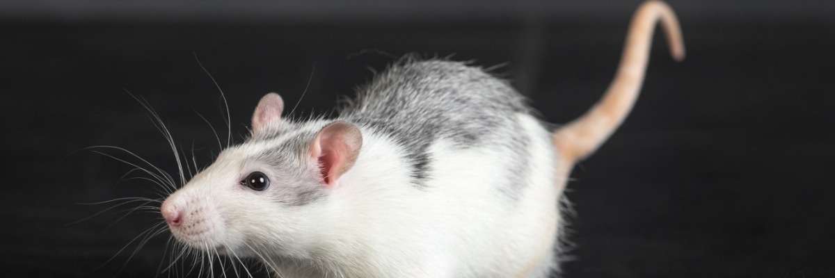 前庭病:研究大鼠的运动和平衡问题