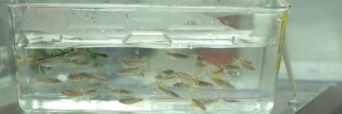如何测量斑马鱼幼虫对水中运动的高度刻板反应?